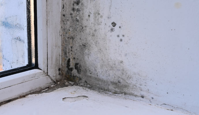 dampness around the window