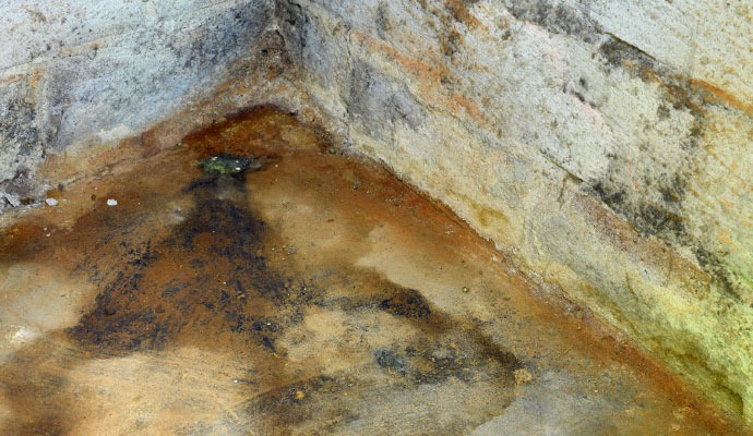 mold growth