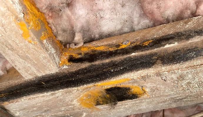 Black and yellow mold growth on attic joists and insulation