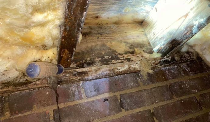 Moldy crawl space 