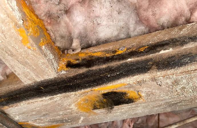 Moldy crawl space