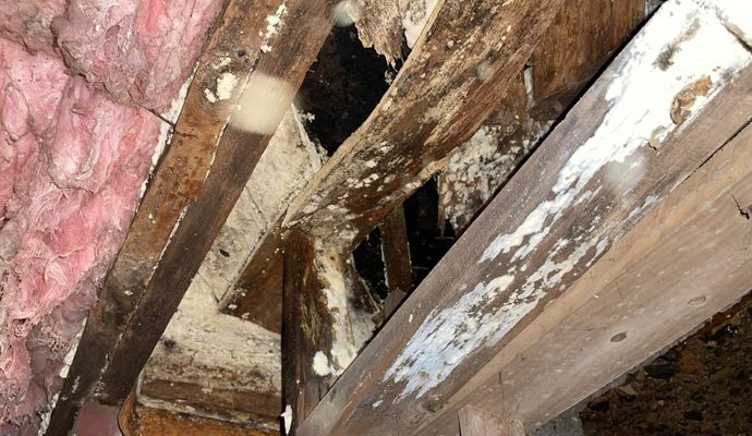 Moldy rotten wood in crawl space