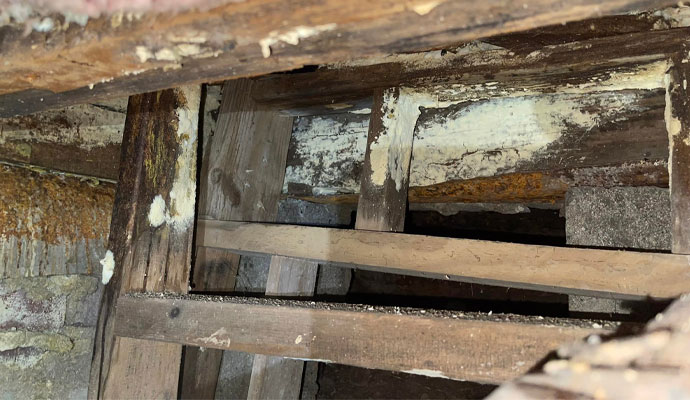 Spotting Dry Rot